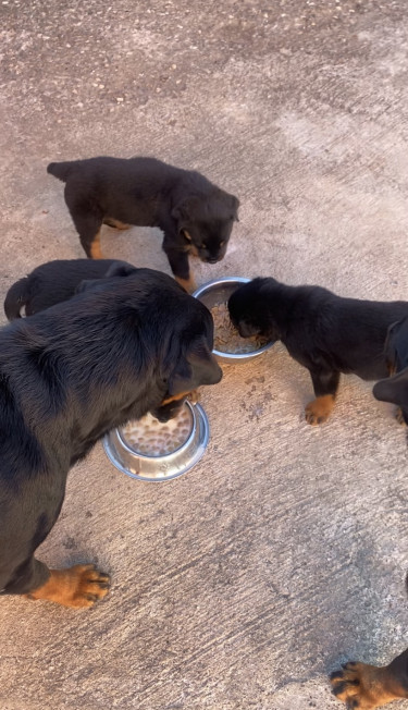 8 Weeks Old Rottweiler Puppies