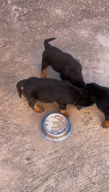 8 Weeks Old Rottweiler Puppies