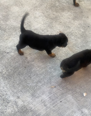 8 Weeks Old Rottweiler Puppies