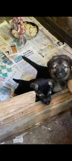 German Shepherd Pup