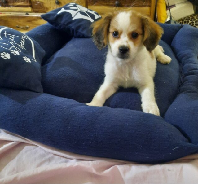 Cocker Spaniel Shih Tuz (Male)