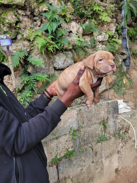 Bully Puppies