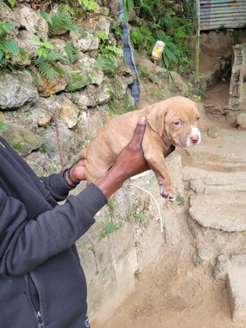 Bully Puppies