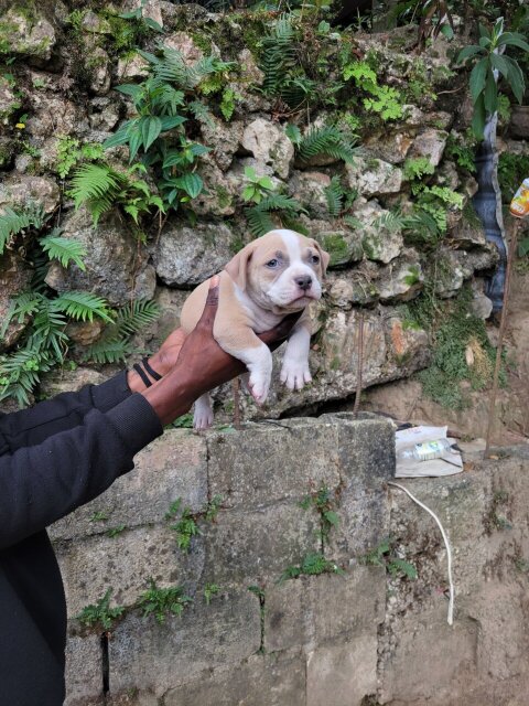 Bully Puppies