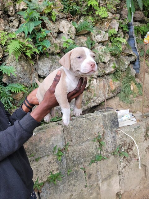 Bully Puppies