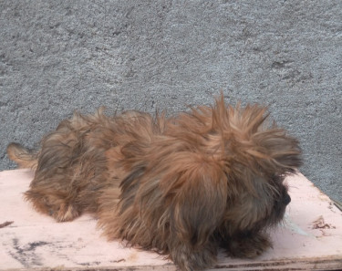 Shih Tzu X Pom(female) Puppy