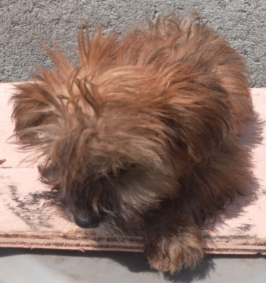 Shih Tzu X Pom(female) Puppy