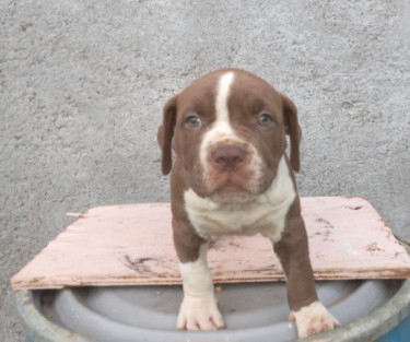 7weeks Old Bully (male)