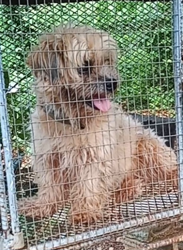 Adult Shih Tzu(female)