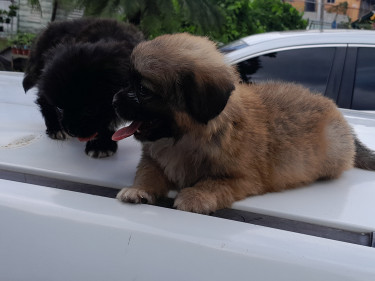 Pomeranian & Shih Tzu Mix