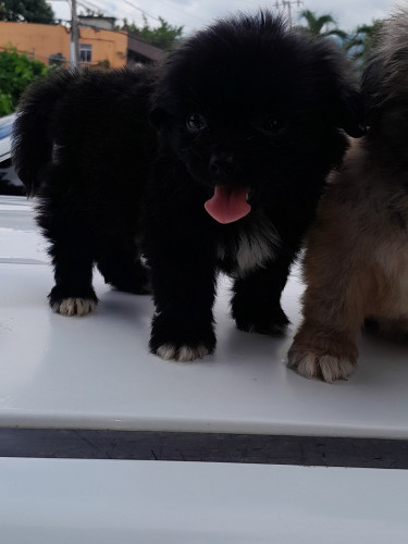 Pomeranian & Shih Tzu Mix
