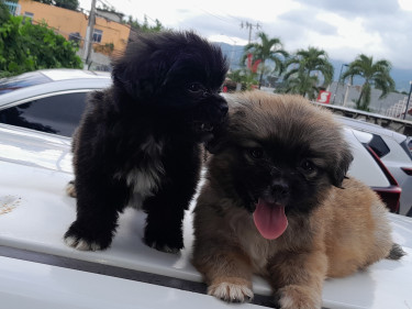 Pomeranian & Shih Tzu Mix
