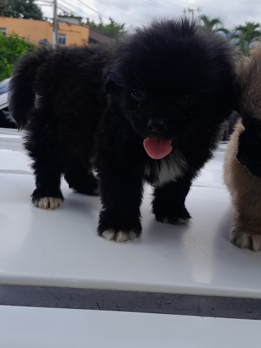 Pomeranian & Shih Tzu Mix