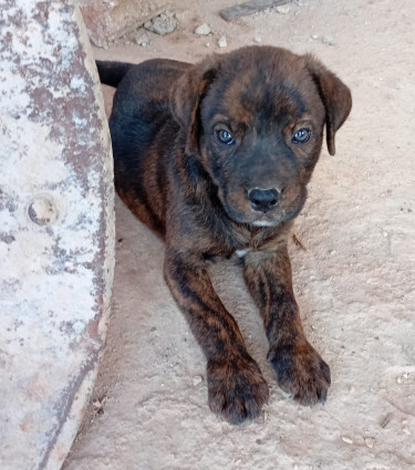 Rottweiler X Pitbull Mix Puppies 