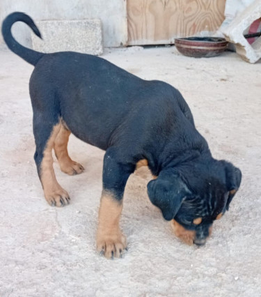 Rottweiler X Pitbull Mix Puppies 