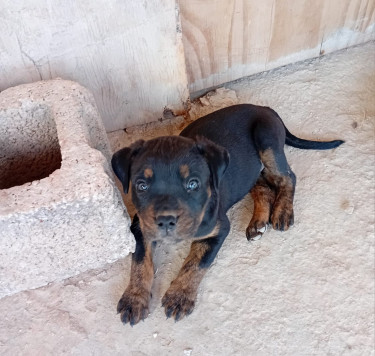 Rottweiler X Pitbull Mix Puppies 