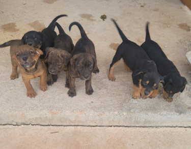 Rottweiler X Pitbull Mix Puppies 