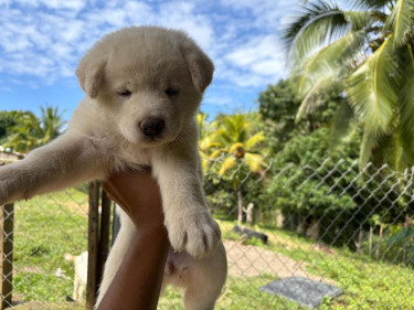 WHITE AMERICAN AKITA PUPS 