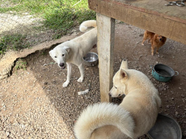WHITE AMERICAN AKITA PUPS 