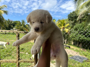 WHITE AMERICAN AKITA PUPS 