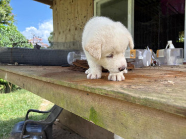 WHITE AMERICAN AKITA PUPS 