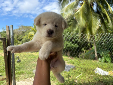WHITE AMERICAN AKITA PUPS 
