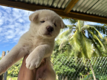 WHITE AMERICAN AKITA PUPS 