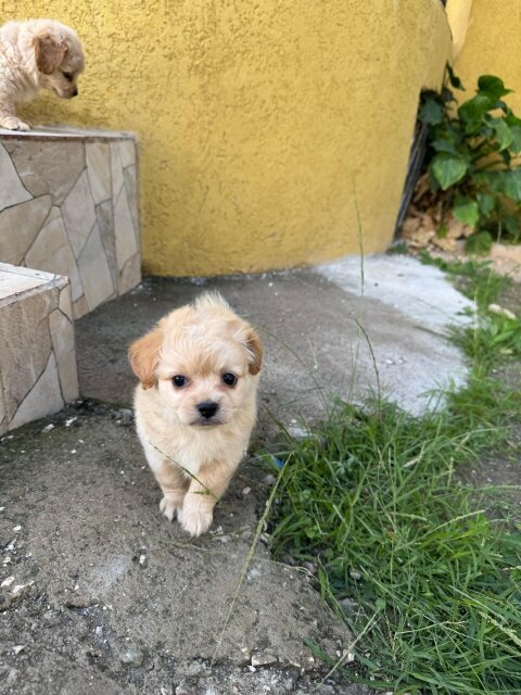 Cocker Spaniel X Pomeranian  NEGOTIABLE
