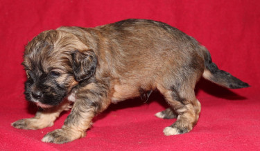 Shihtzu Cockier Spaniel Mix