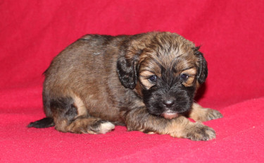 Shihtzu Cockier Spaniel Mix