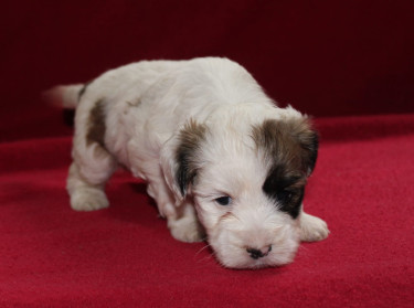 Shihtzu Cockier Spaniel Mix