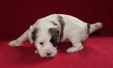 Shihtzu Cockier Spaniel Mix