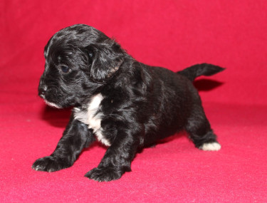 Shihtzu Cockier Spaniel Mix