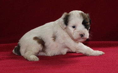 Shihtzu Cockier Spaniel Mix