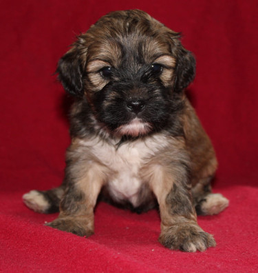 Shihtzu Cockier Spaniel Mix