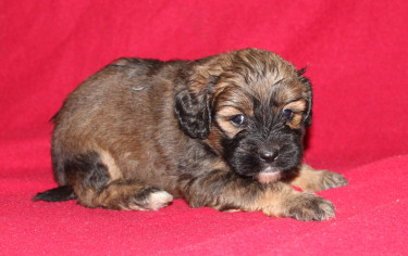 Shihtzu Cockier Spaniel Mix