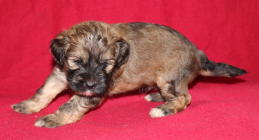 Shihtzu Cockier Spaniel Mix