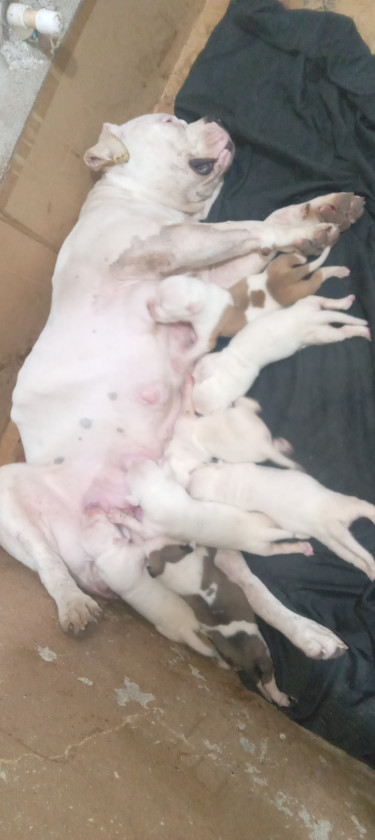 American Bully Puppies XL 