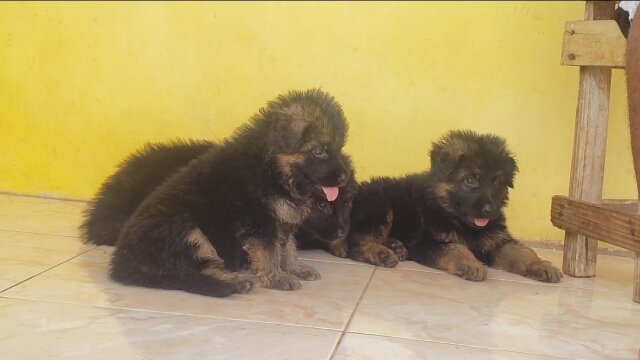 Long Coat German Shepherd Puppies