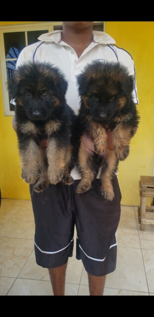 Long Coat German Shepherd Puppies