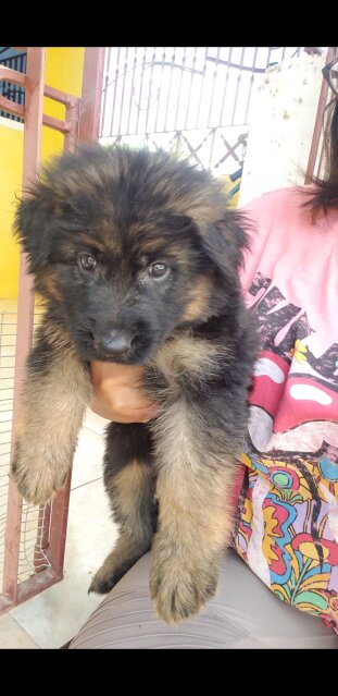 Long Coat German Shepherd Puppies