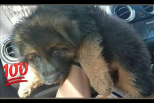 Long Coat German Shepherd Puppies