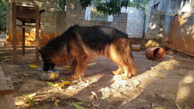 German Shepherd Stud