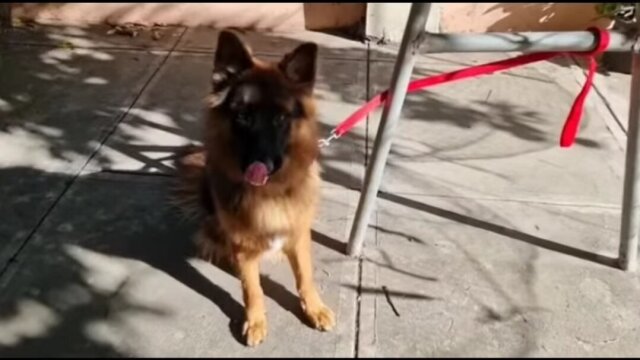 German Shepherd Stud