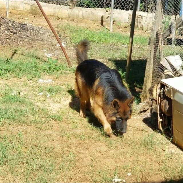 German Shepherd Stud