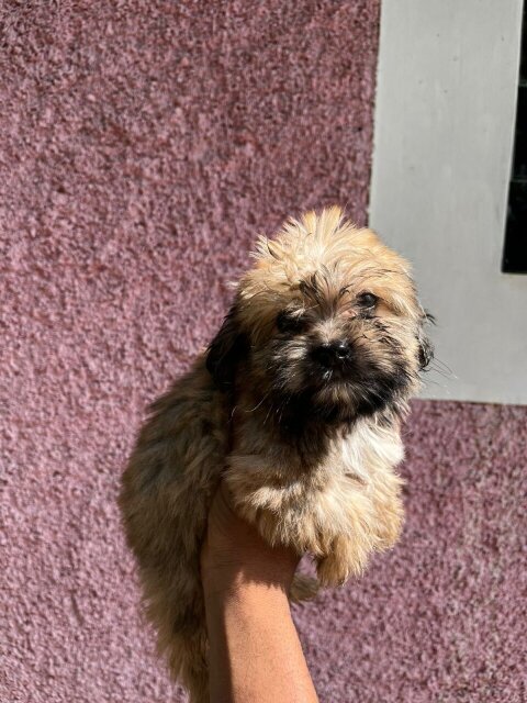 Pomeranian/Poodle Puppy