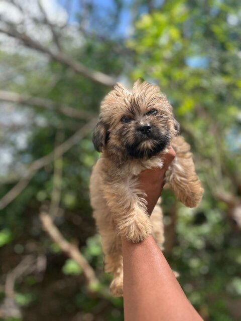 Pomeranian/Poodle Puppy