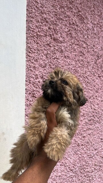 Pomeranian/Poodle Puppy