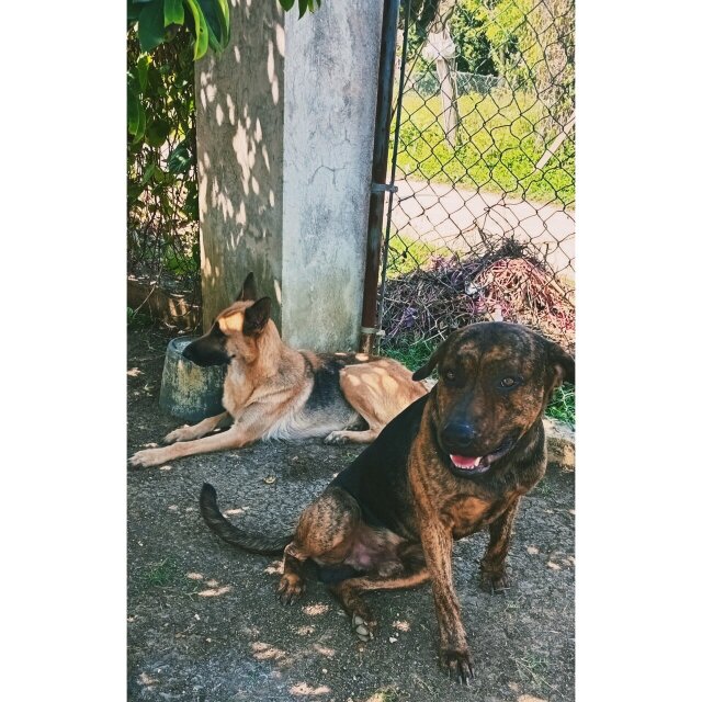 Shepard/Mastiff Puppies