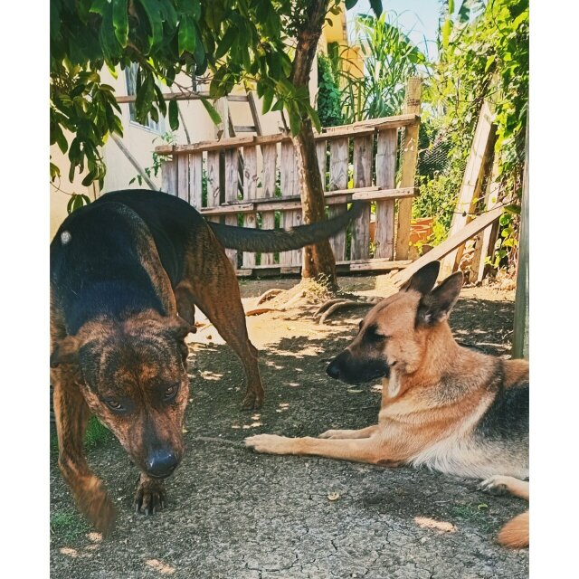 Shepard/Mastiff Puppies